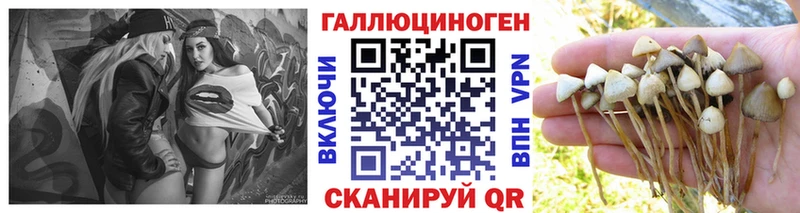дарнет шоп  shop Telegram  Псилоцибиновые грибы Psilocybe  Ульяновск 